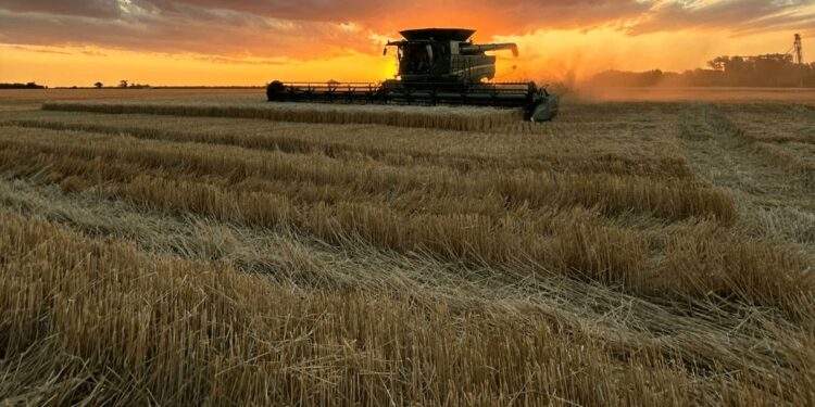 Con rindes de hasta 70 qq/ha, desde Buenos Aires también confirman una cosecha récord de trigo