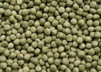 La producción de legumbres marcó un nuevo récord en 2025