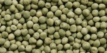 La producción de legumbres marcó un nuevo récord en 2025