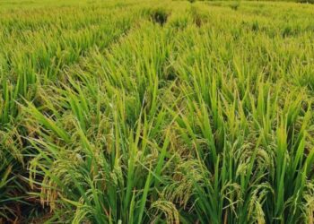Dos nuevas variedades de arroz argentino que marcan un salto de calidad