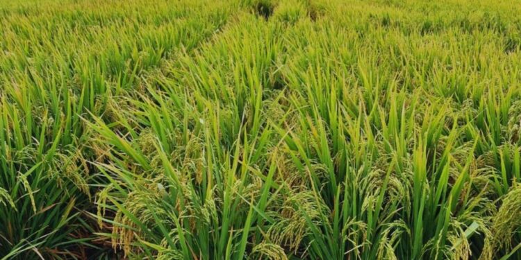 Dos nuevas variedades de arroz argentino que marcan un salto de calidad