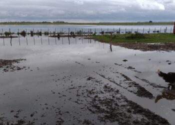 Inundaciones: informes del INTA y CARBAP reafirman la situación crítica y vuelven los reclamos por obras