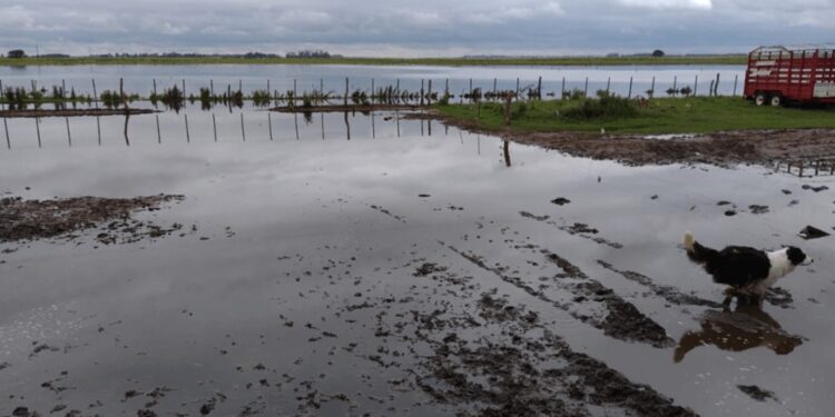 Inundaciones: informes del INTA y CARBAP reafirman la situación crítica y vuelven los reclamos por obras