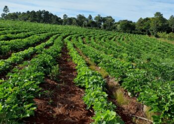 Yerba mate: el Gobierno ratificó por decreto que el INYM ya no tiene potestad para definir precios