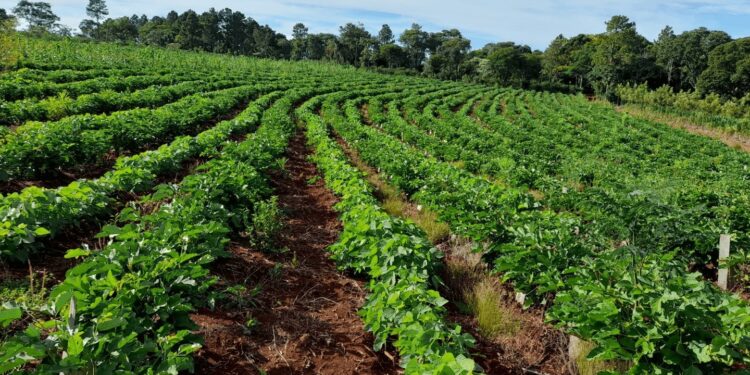 Yerba mate: el Gobierno ratificó por decreto que el INYM ya no tiene potestad para definir precios