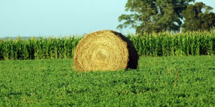 La alfalfa, un cultivo de “reconversión” que crece en Mendoza por la demanda ganadera