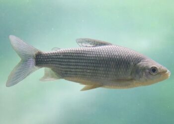 Santa Fe suspende la exportación de peces del Paraná ante el alarmante colapso del sábalo