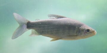 Santa Fe suspende la exportación de peces del Paraná ante el alarmante colapso del sábalo