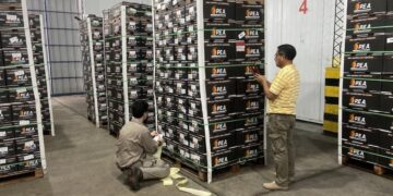 Las naranjas de Entre Ríos desembarcan en un nuevo mercado de exportación: Ecuador