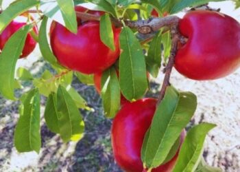 Pionero INTA: la nectarina nacida en San Pedro que resiste más de 47 días y tiene potencial exportador