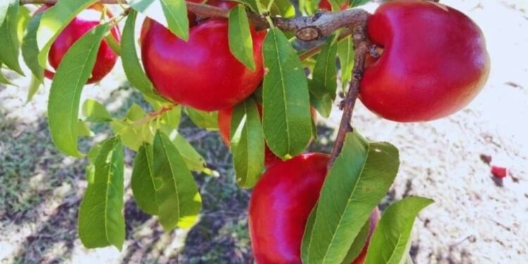 Pionero INTA: la nectarina nacida en San Pedro que resiste más de 47 días y tiene potencial exportador