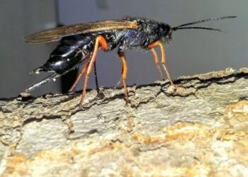 Alertan sobre la cercanía de una avispa dañina para la producción de pinos