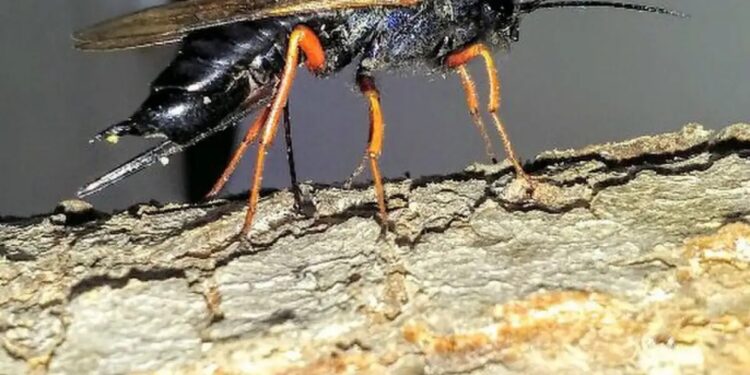 Alertan sobre la cercanía de una avispa dañina para la producción de pinos