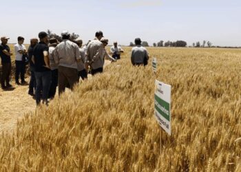 El trigo sueña en grande: 30 kg de nitrógeno por tonelada, el secreto para altos rindes y calidad