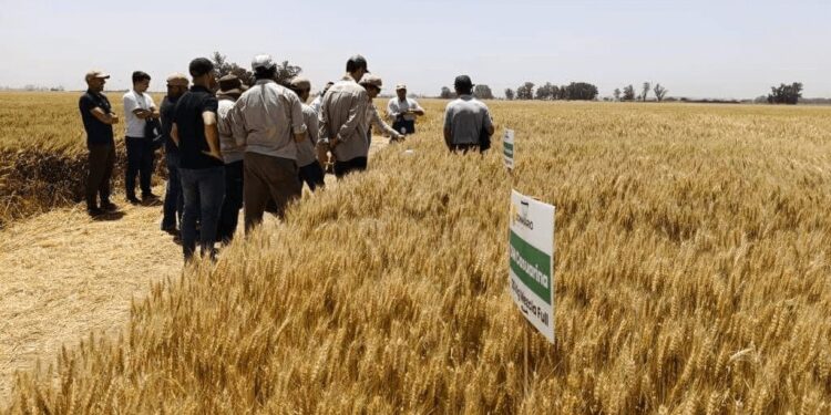 El trigo sueña en grande: 30 kg de nitrógeno por tonelada, el secreto para altos rindes y calidad