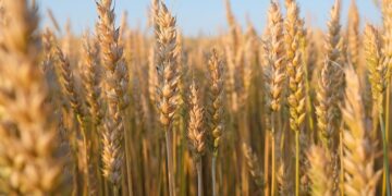 Con herramientas de predicción, monitorean enfermedades en trigo