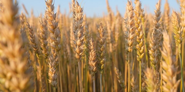 Con herramientas de predicción, monitorean enfermedades en trigo