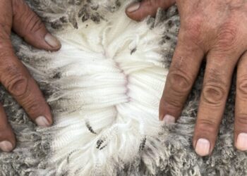 Lana Corriedale se vendió a US$ 6,00 en el mercado local