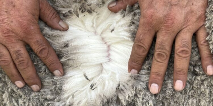 Lana Corriedale se vendió a US$ 6,00 en el mercado local