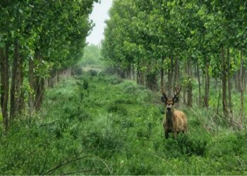 Cuando el Delta vuelve a armar su propio bosque