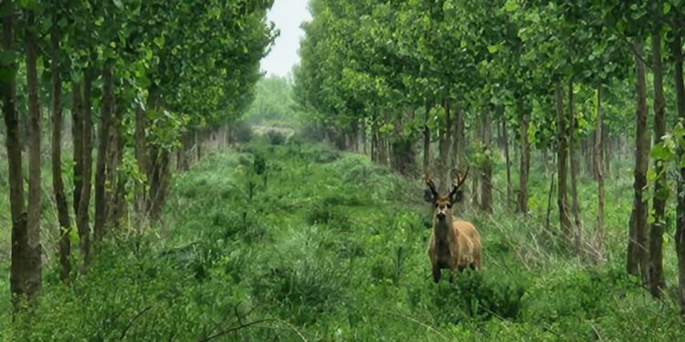 Cuando el Delta vuelve a armar su propio bosque
