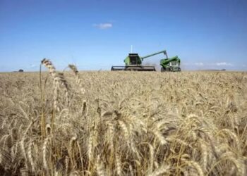 El área con trigo creció un 13%, y la de garbanzo cayó casi un 40%, respecto de la campaña anterior