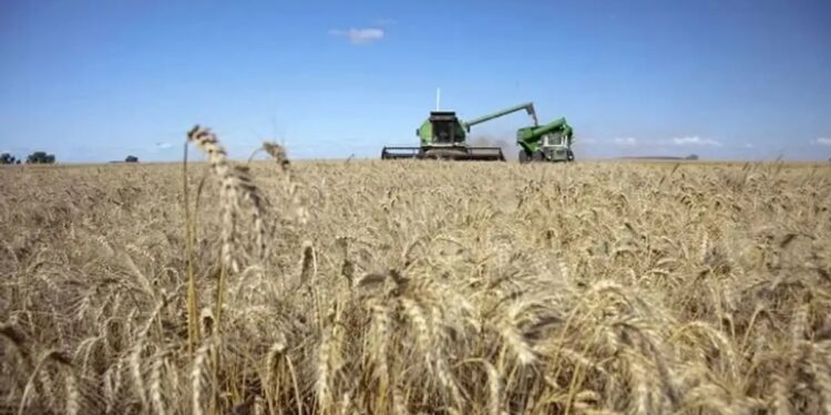 El área con trigo creció un 13%, y la de garbanzo cayó casi un 40%, respecto de la campaña anterior