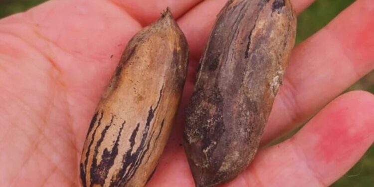 Producción y forestación al lado de las casas: la nuez pecán se planta como alternativa periurbana