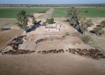 Inmobiliario Rural y exenciones: las novedades que trae la Ley Tributaria para el agro en Santa Fe
