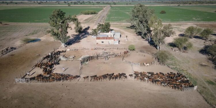 Inmobiliario Rural y exenciones: las novedades que trae la Ley Tributaria para el agro en Santa Fe