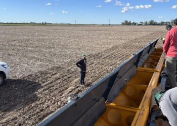 En Córdoba habrá más girasol y maíz y menos soja, maní y sorgo