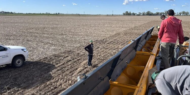 En Córdoba habrá más girasol y maíz y menos soja, maní y sorgo