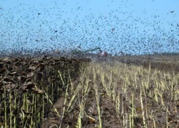 Avance de palomas y cotorras en girasol: productores reclaman la declaración de plaga en Santa Fe para poder controlarlas