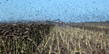 Avance de palomas y cotorras en girasol: productores reclaman la declaración de plaga en Santa Fe para poder controlarlas