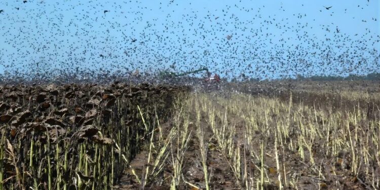 Avance de palomas y cotorras en girasol: productores reclaman la declaración de plaga en Santa Fe para poder controlarlas