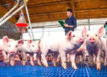 Paraguay se perfila como nuevo polo de proteína animal