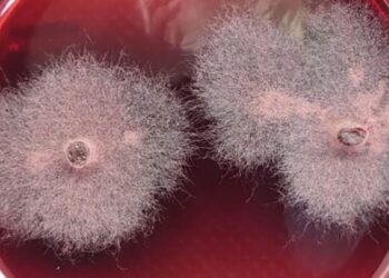 ¿Un hongo más potente que el glifosato? Los brasileños toman carrera con un descubrimiento muy alentador, que podría competir con los herbicidas tradicionales