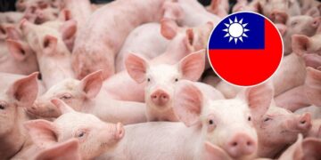 Arancel 0 de Taiwán impulsa inversiones por USD 500 millones en el sector porcino