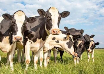 Sarna bovina: algunos medicamentos pierden efectividad y la bioseguridad se vuelve clave