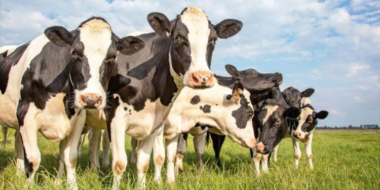 Sarna bovina: algunos medicamentos pierden efectividad y la bioseguridad se vuelve clave