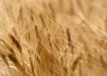 Trigo imparable: vuelven a aumentar la proyección de producción