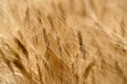 Trigo imparable: vuelven a aumentar la proyección de producción
