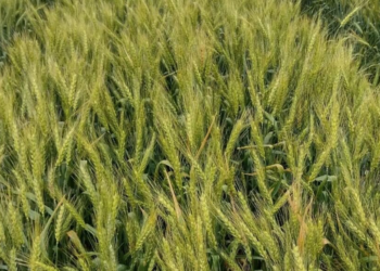 Nanofertilizantes y sustentabilidad: un “salto en eficiencia” en trigos y maíces de Entre Ríos