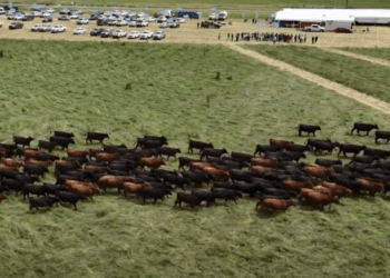 Manejar bien las pasturas para lograr una mejor producción ganadera