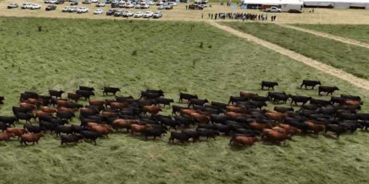 Manejar bien las pasturas para lograr una mejor producción ganadera