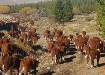 Declaran la emergencia agropecuaria en explotaciones ganaderas, forestales, acuícolas y apícolas de Neuquén