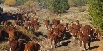 Declaran la emergencia agropecuaria en explotaciones ganaderas, forestales, acuícolas y apícolas de Neuquén