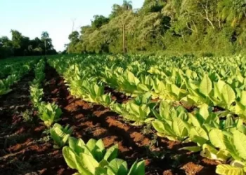 Tabaco tucumano: producir en pequeña escala, resistir en grande