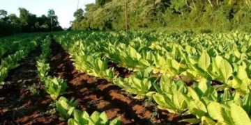 Tabaco tucumano: producir en pequeña escala, resistir en grande