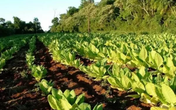 Tabaco tucumano: producir en pequeña escala, resistir en grande